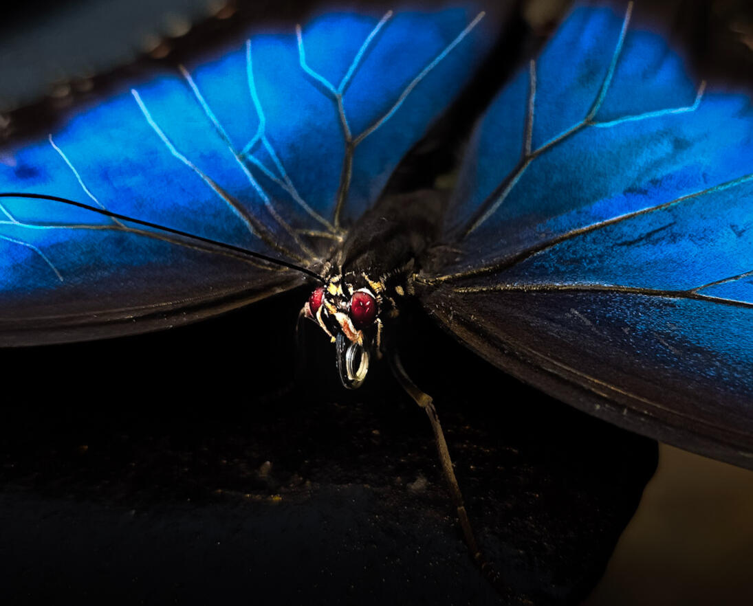 Insect